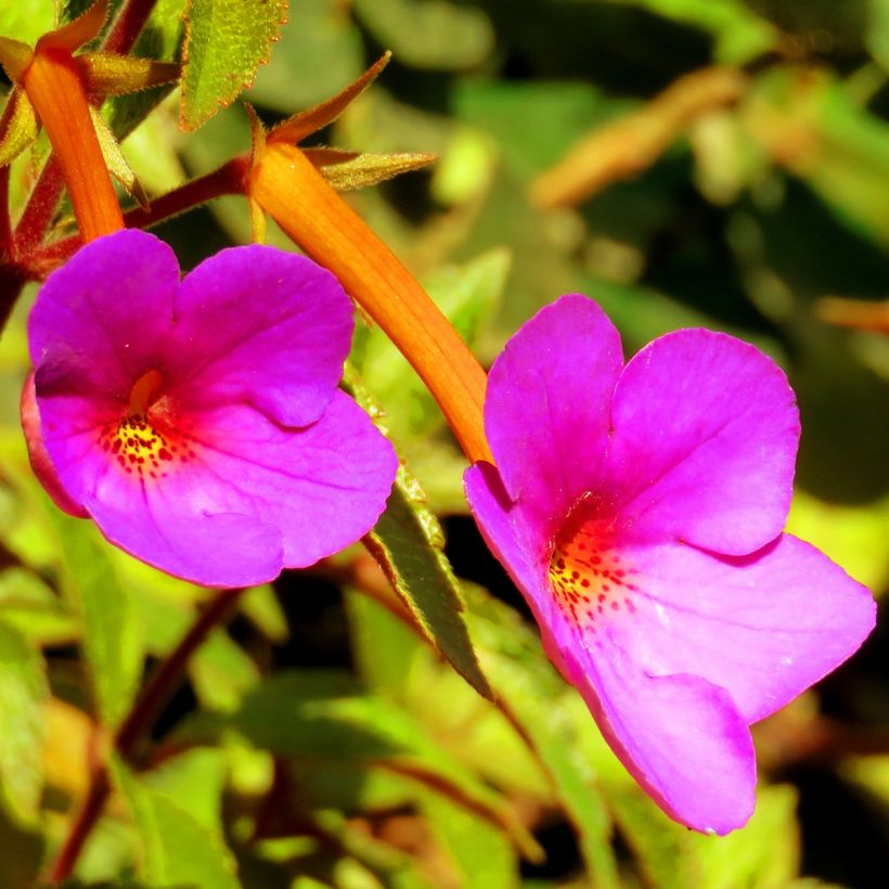 Torpankukka Rose (Flowering)