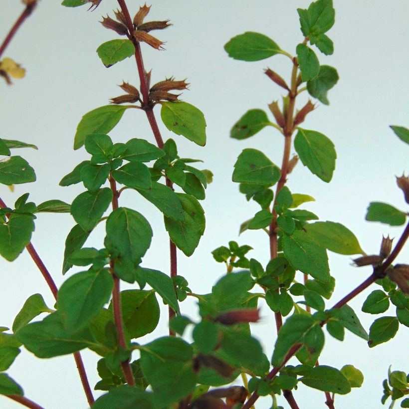 Alppikäenminttu - Acinos alpinus (Lehvistö)