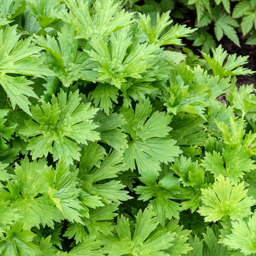 Etelänukonhattu - Aconitum lycoctonum subsp. neapolitanum (Lehvistö)