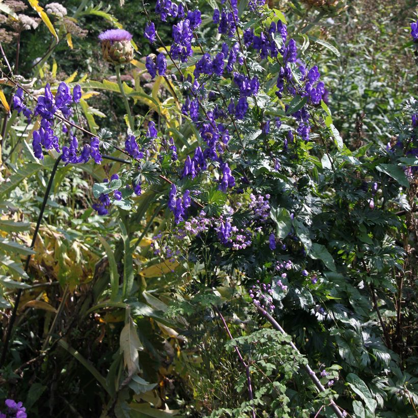 Ukonhatu - Aconitum pubiceps (Plant habit)