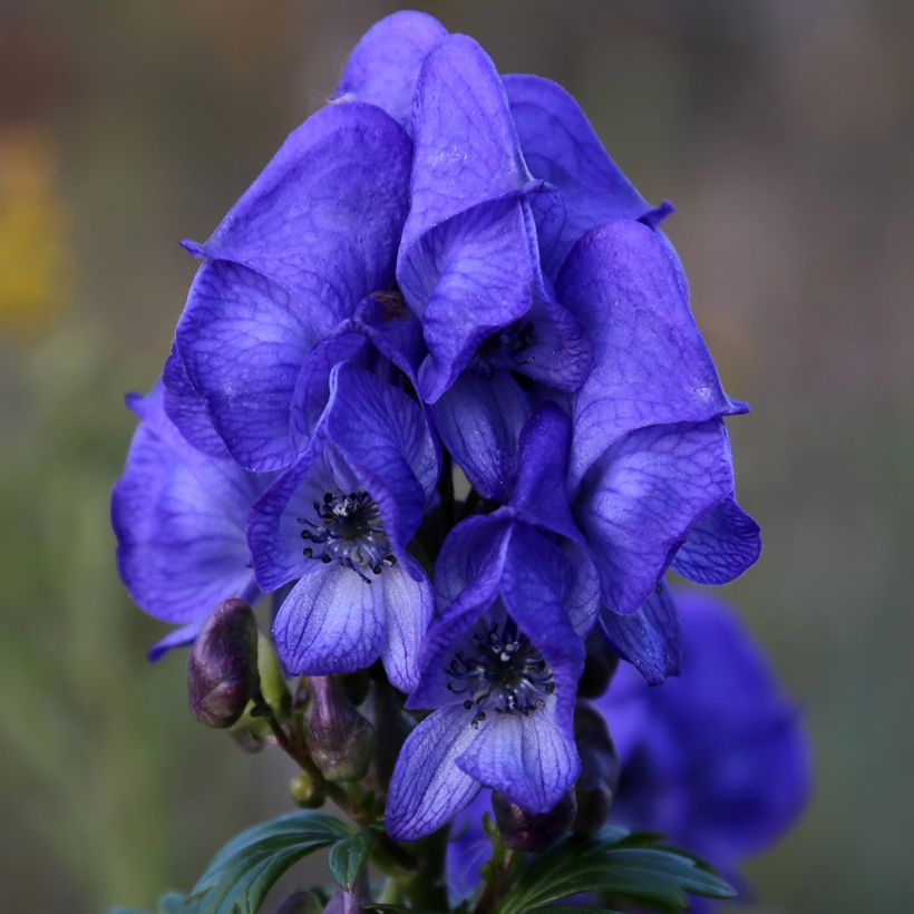 Syysukonhattu - Aconitum fischeri (Kukinta)