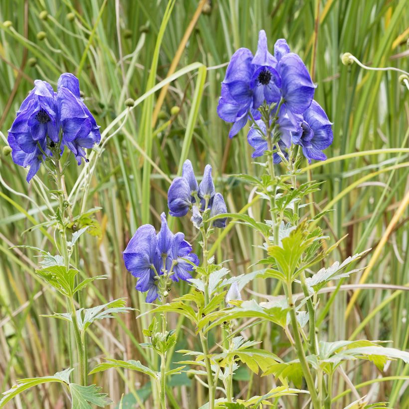 Syysukonhattu - Aconitum fischeri (Kasvutapa)