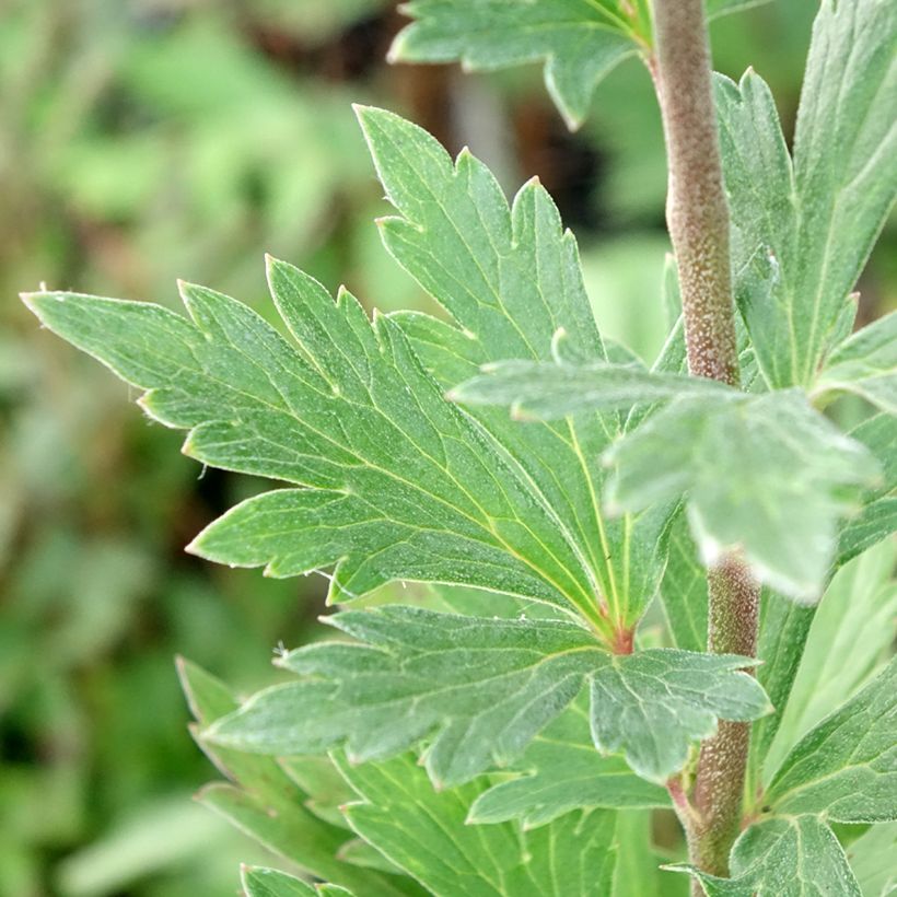 Syysukonhattu - Aconitum fischeri (Lehvistö)