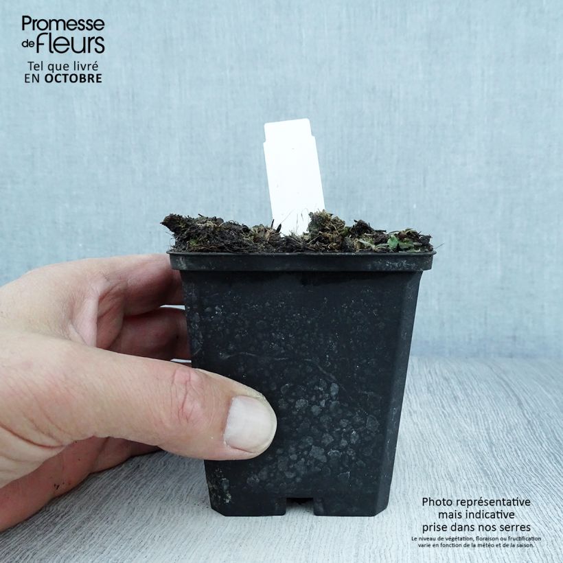 Esimerkki syksyllä toimitetusta Ukonhatu - Aconitum lamarckii 8/9 cm taimiruukku-taimesta