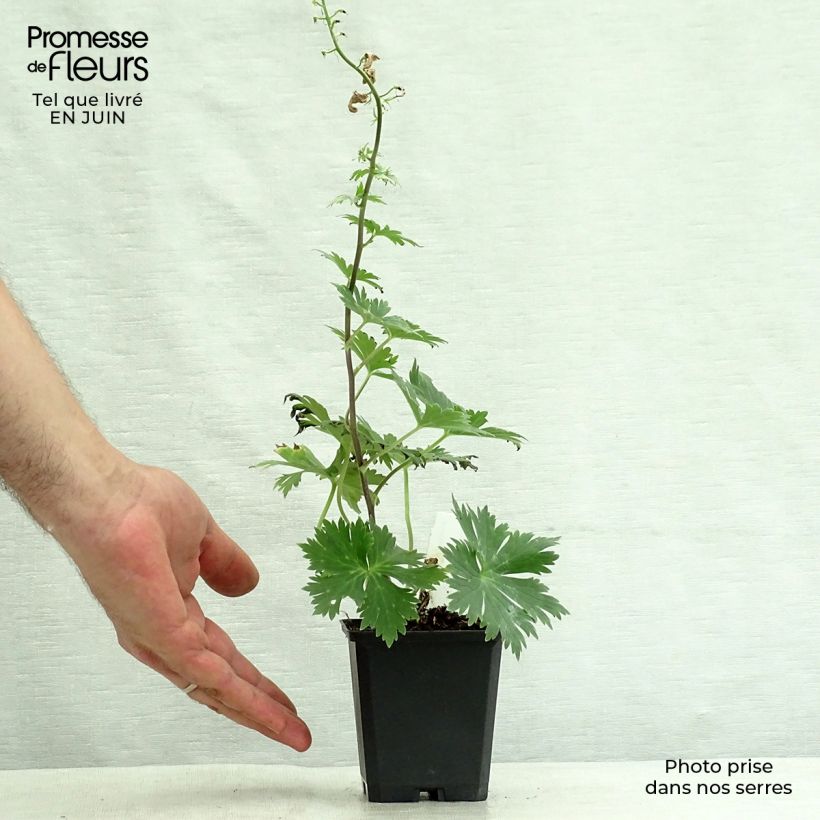 Esimerkki kesällä toimitetusta Ukonhatu - Aconitum lamarckii Taimiruukku 8/9 cm-taimesta