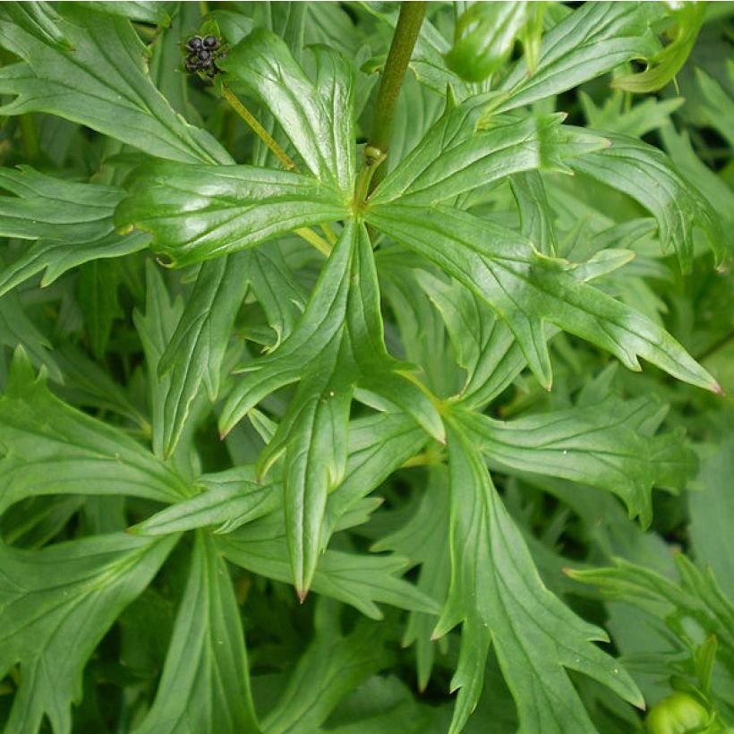 Kiinanukonhattu Spark s Variety (Lehvistö)