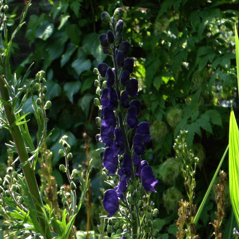 Kiinanukonhattu Spark s Variety (Kasvutapa)