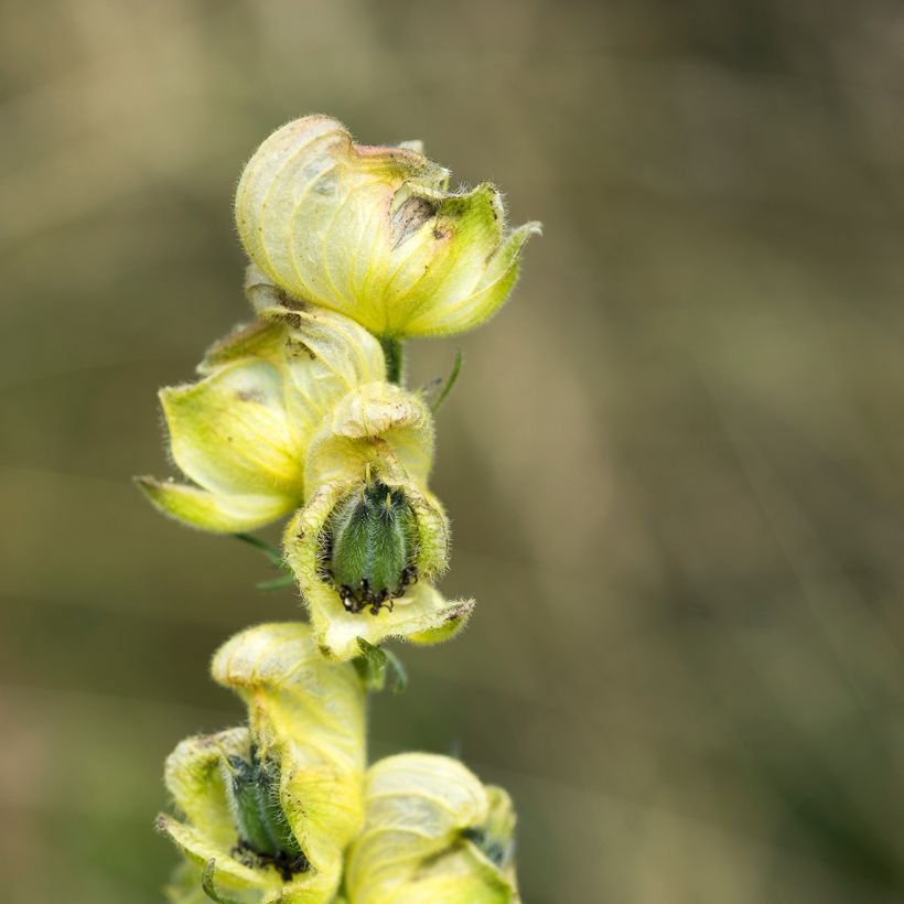 Kuu-ukonhattu - Aconitum anthora (Kukinta)