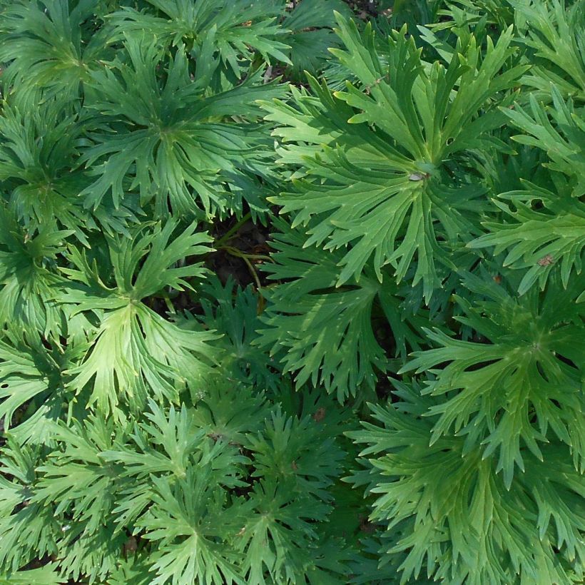 Ukonhatu - Aconitum lamarckii (Lehvistö)