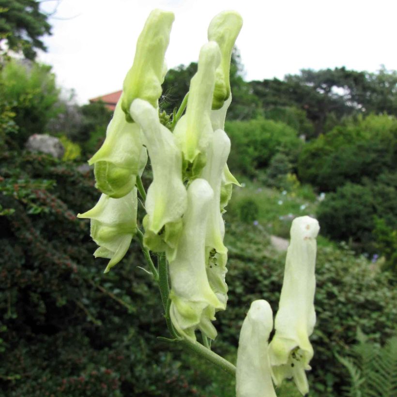 Ukonhatu - Aconitum lamarckii (Kukinta)