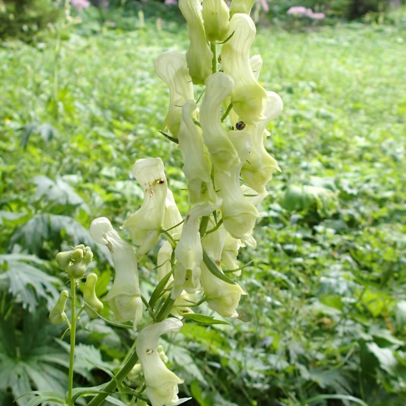 Etelänukonhattu - Aconitum lycoctonum subsp. neapolitanum (Kukinta)