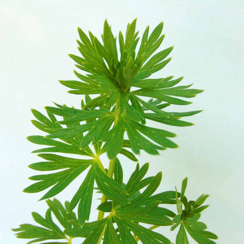 Aitoukonhattu - Aconitum napellus (Lehvistö)