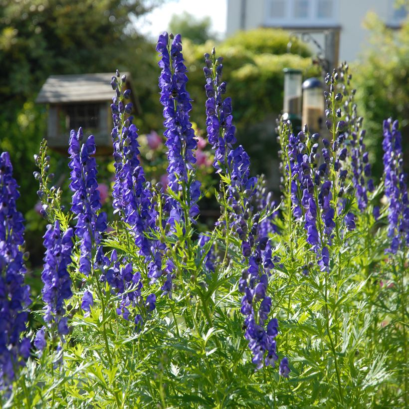 Aitoukonhattu - Aconitum napellus (Kasvutapa)