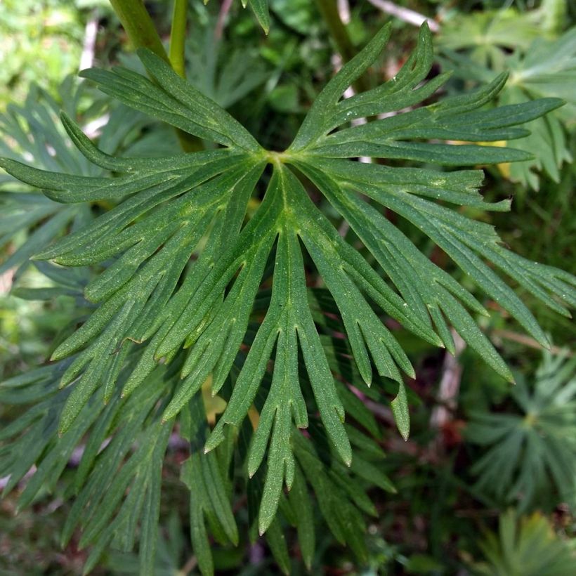 Aitoukonhattu Rubellum (Lehvistö)