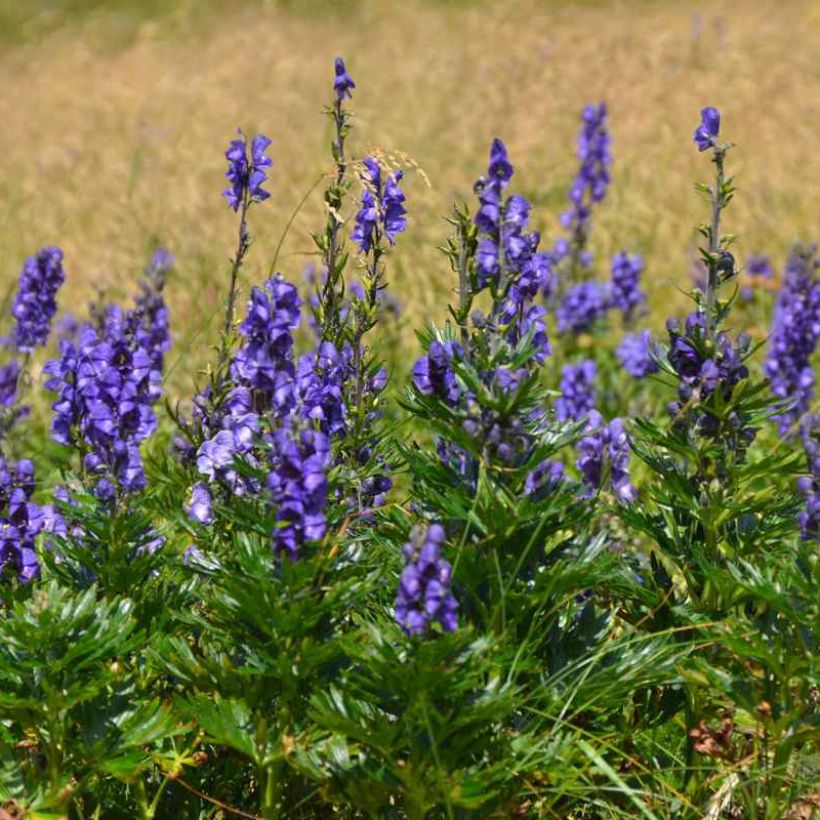 Huppu-ukonhattu - Aconitum napellus subsp. vulgare (Kasvutapa)
