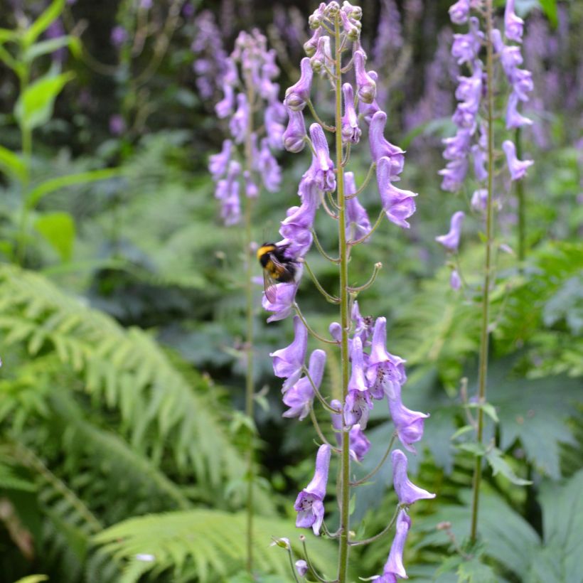 Ukonhatu - Aconitum scaposum (Kasvutapa)