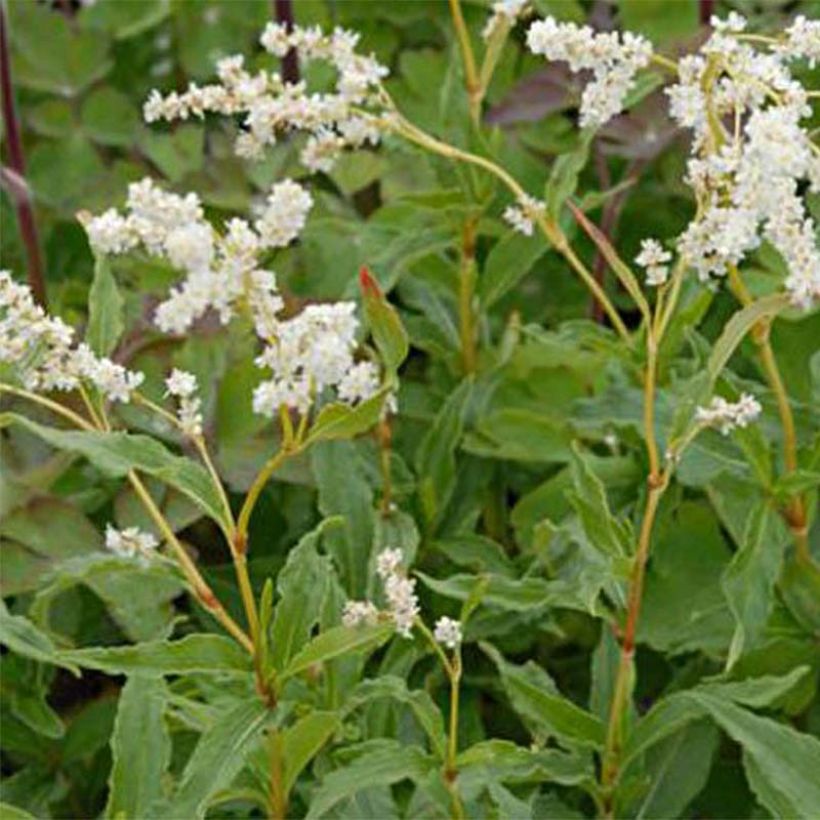 Aconogonon tortuosum var. glabrifolium (Kukinta)