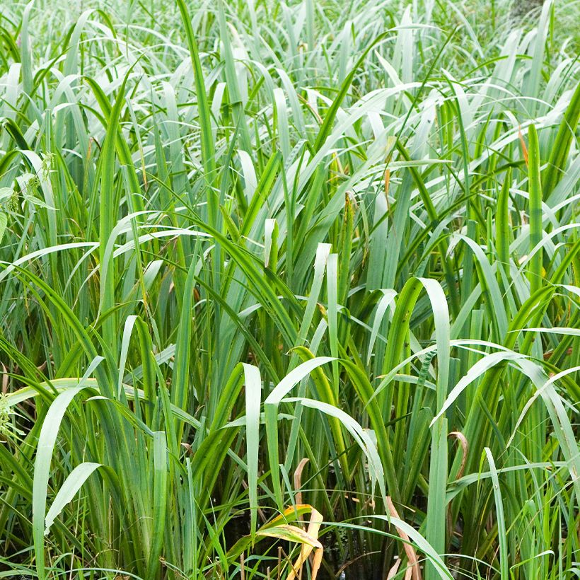 Kalmojuuri - Acorus calamus (Lehvistö)