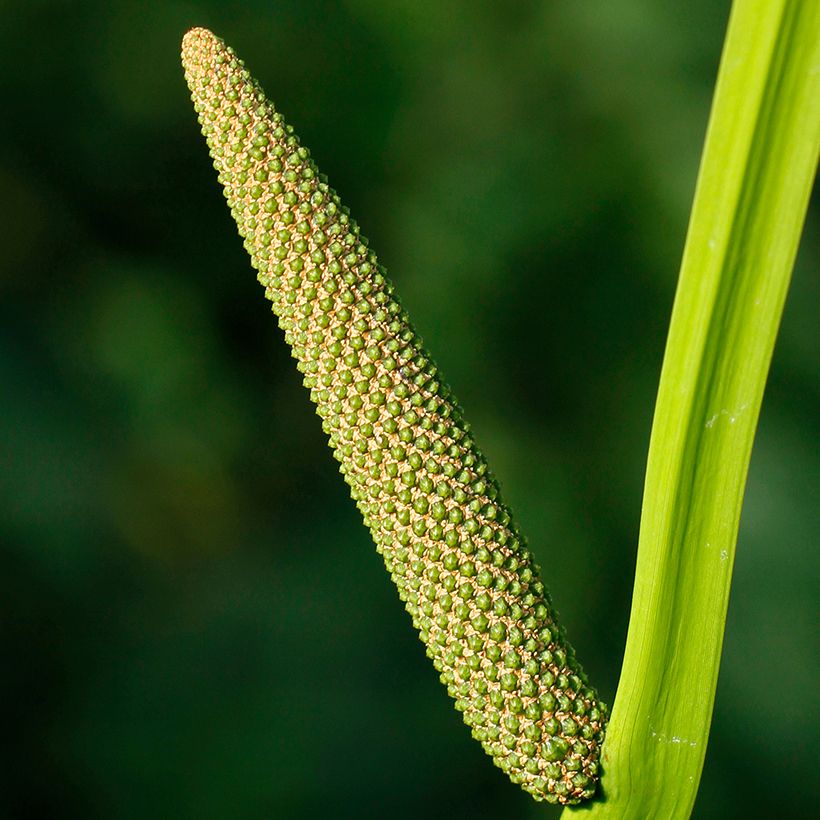 Kalmojuuri - Acorus calamus (Kukinta)