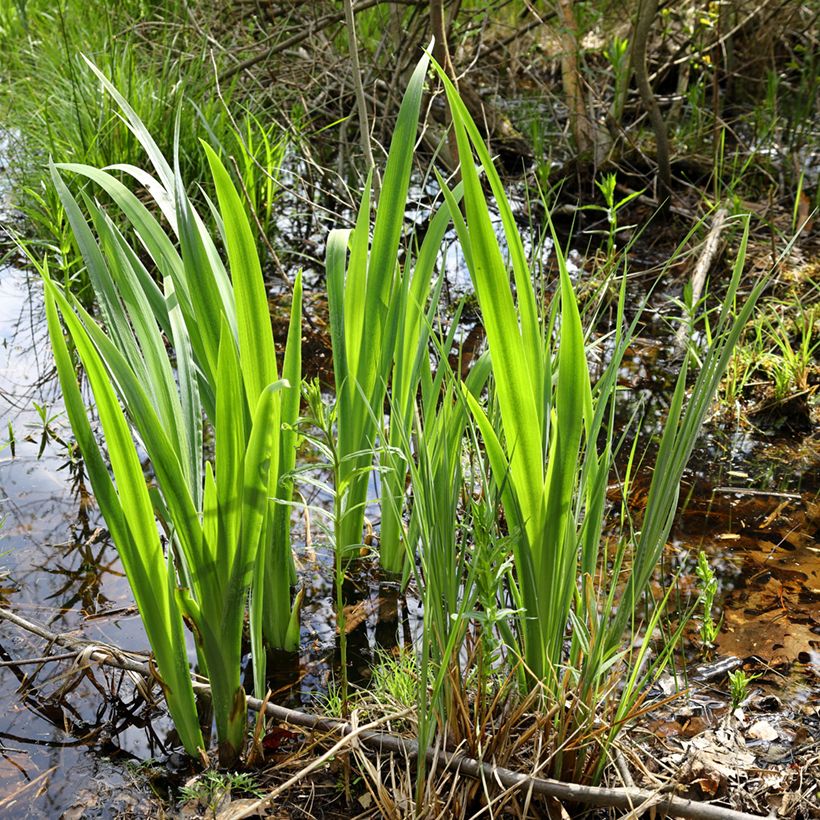 Kalmojuuri - Acorus calamus (Kasvutapa)
