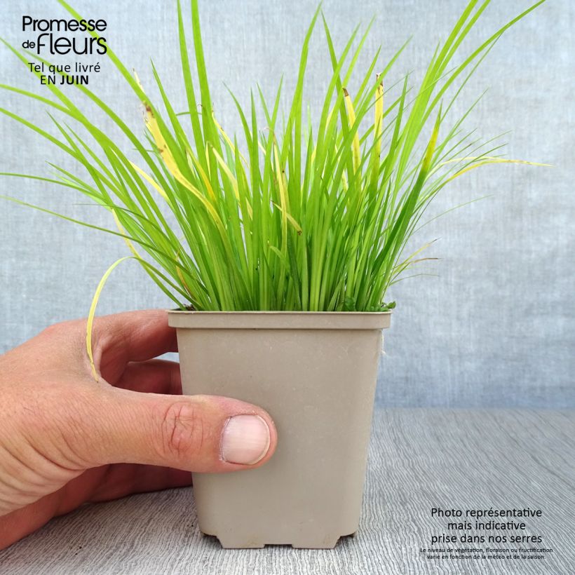 Esimerkki kesällä toimitetusta Heinäkalmojuuri - Acorus gramineus Taimiruukku 8/9 cm-taimesta
