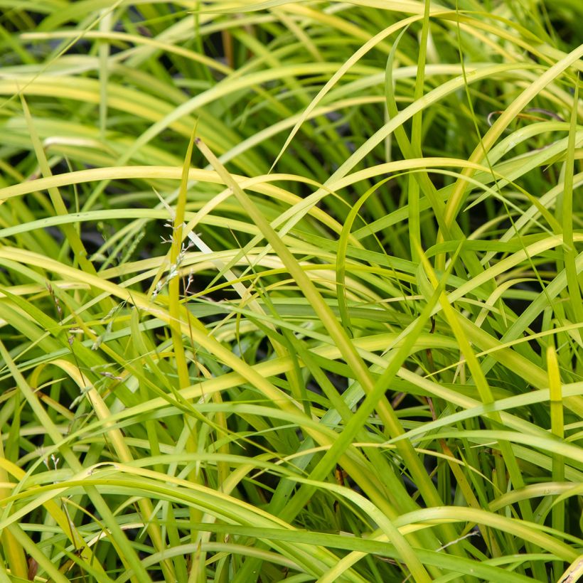 Heinäkalmojuuri - Acorus gramineus (Lehvistö)