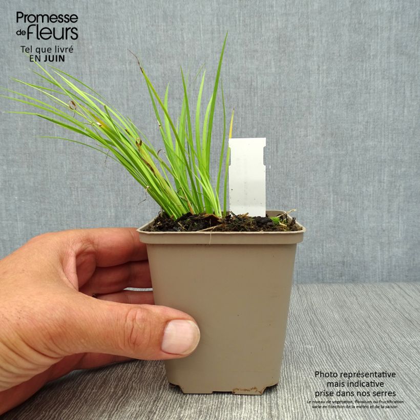 Esimerkki kesällä toimitetusta Heinäkalmojuuri Hakuro Nishiki 8/9 cm taimiruukku-taimesta