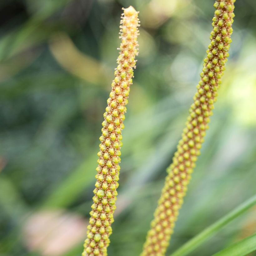 Heinäkalmojuuri Licorice (Kukinta)
