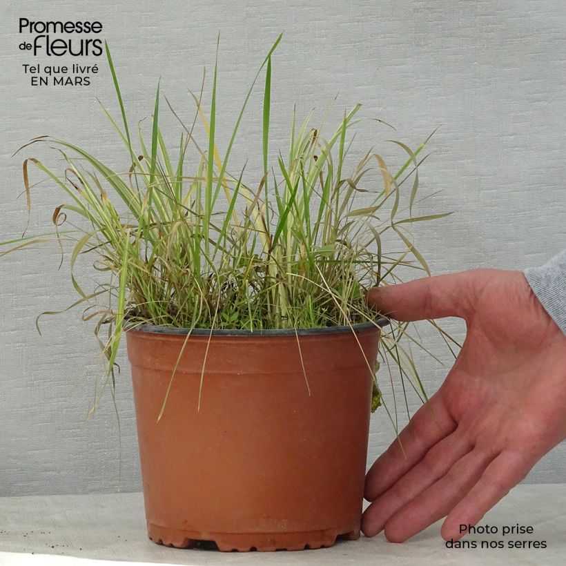Esimerkki keväällä toimitetusta Heinäkalmojuuri Variegatus Pot de 2L/3L-taimesta