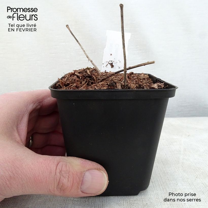 Esimerkki talvella toimitetusta Amurinkimikki - Actaea dahurica Godet de 8/9 cm-taimesta