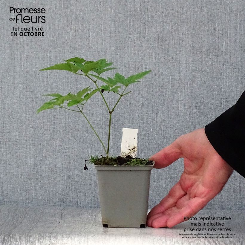 Esimerkki syksyllä toimitetusta Lännenkonnanmarja - Actaea rubra 8/9 cm taimiruukku-taimesta