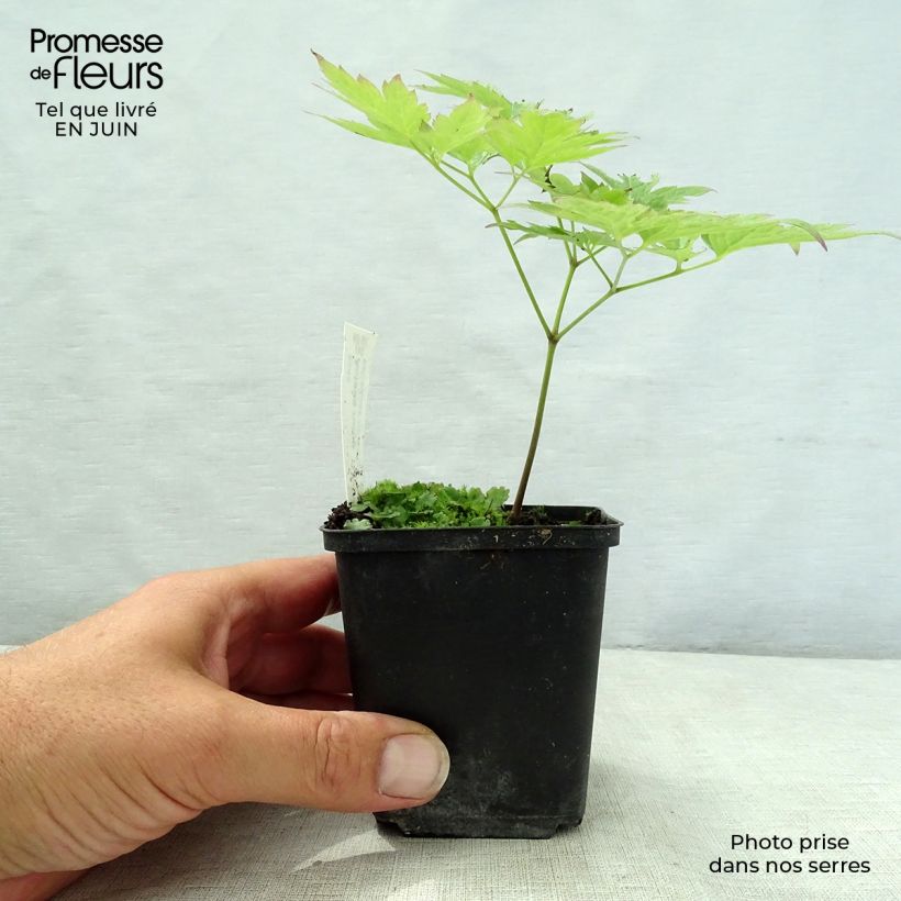 Esimerkki kesällä toimitetusta Lännenkonnanmarja - Actaea rubra Godet de 8/9 cm-taimesta