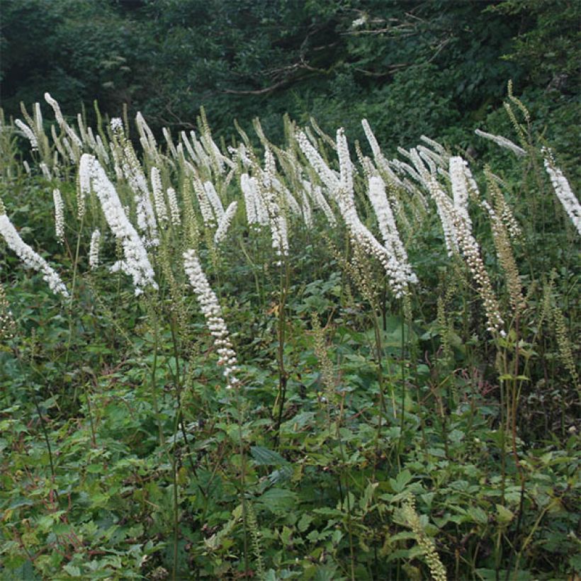 Syyskimikki Carbonella (Kukinta)