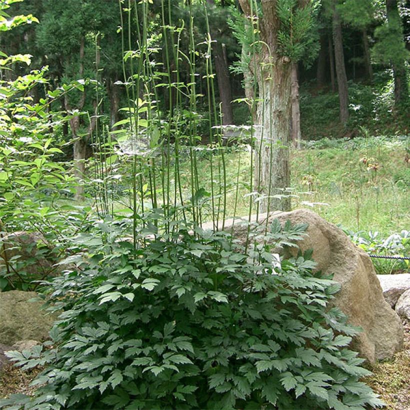Syyskimikki Carbonella (Kasvutapa)