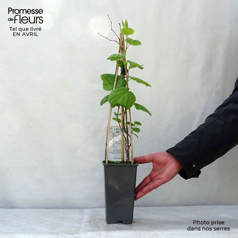 Example of Kiinanlaikkuköynnös - Actinidia kolomikta Pot de 2L/3L as you get in printemps