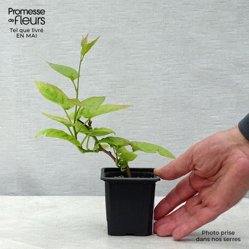 Example of Kiinanlaikkuköynnös - Actinidia kolomikta Godet de 8/9 cm as you get in printemps