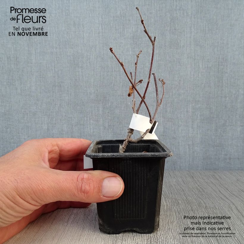 Esimerkki syksyllä toimitetusta Kiinanlaikkuköynnös - Actinidia kolomikta 8/9 cm taimiruukku-taimesta