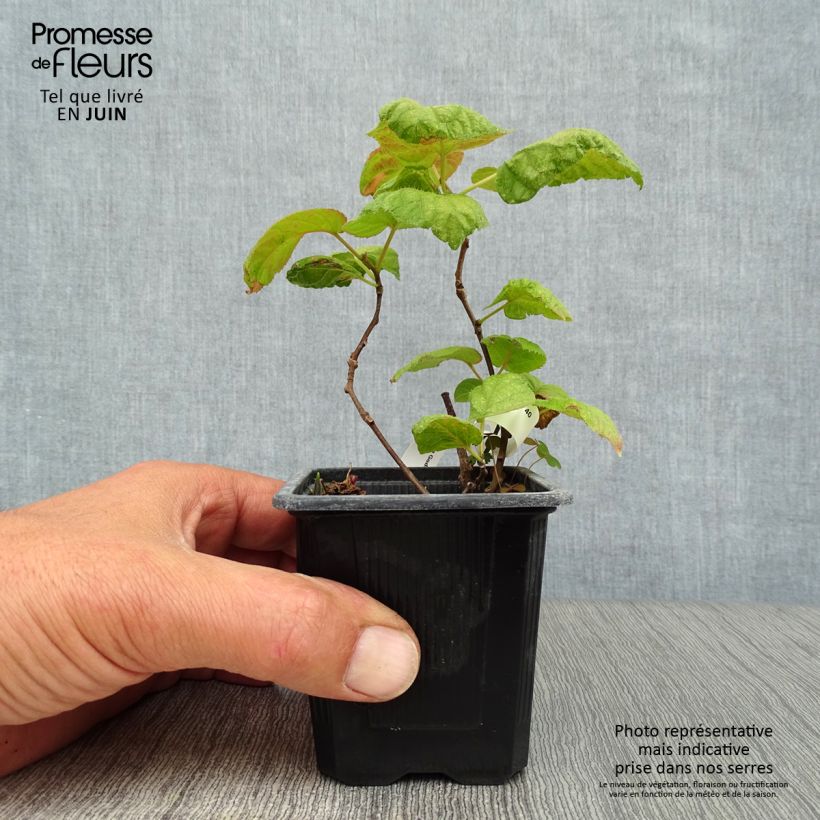 Esimerkki kesällä toimitetusta Kiinanlaikkuköynnös - Actinidia kolomikta Taimiruukku 8/9 cm-taimesta