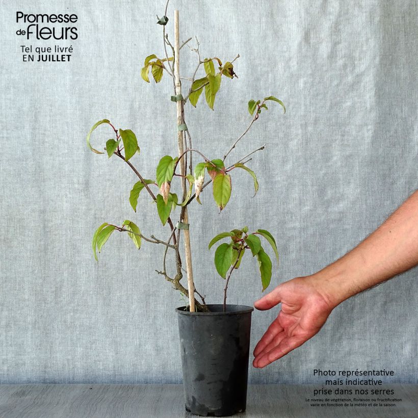 Esimerkki kesällä toimitetusta Actinidia pilosula Pot de 2L/3L-taimesta