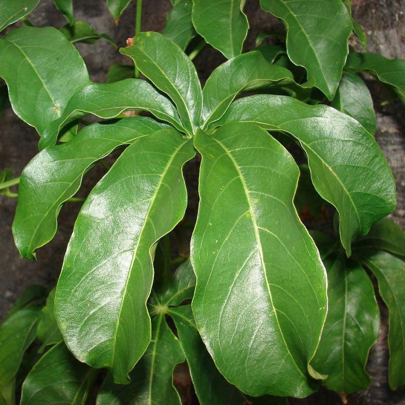 Apinanleipäpuu - Adansonia digitata (Lehvistö)