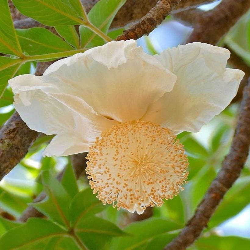 Apinanleipäpuu - Adansonia digitata (Kukinta)