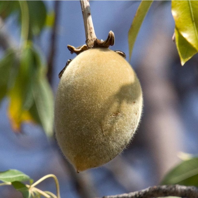 Apinanleipäpuu - Adansonia digitata (Sadonkorjuu)