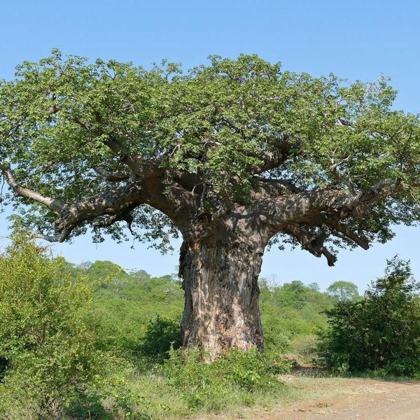 Apinanleipäpuu - Adansonia digitata (Kasvutapa)