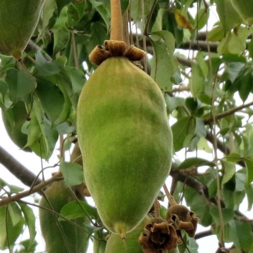 Adansonia grandidieri (Sadonkorjuu)