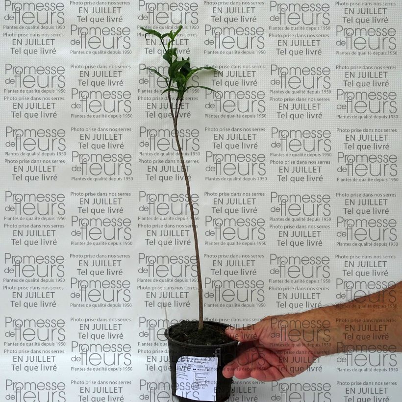 Esimerkki kesällä toimitetusta Adansonia grandidieri Pot de 12 cm / 13 cm-taimesta