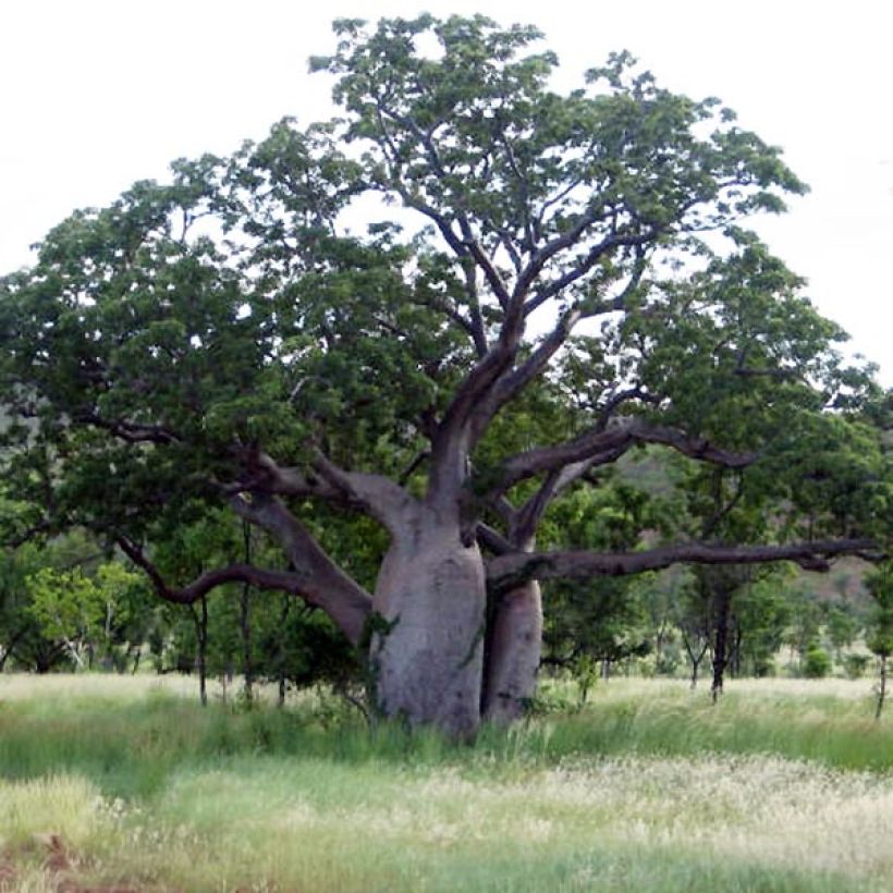 Adansonia gregorii (Kasvutapa)
