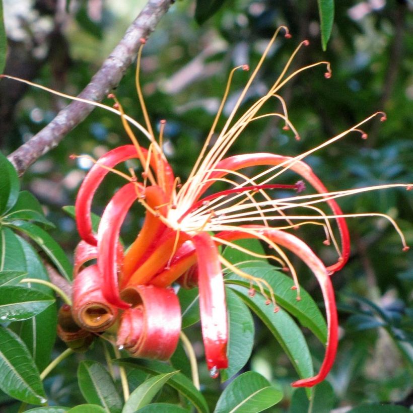 Adansonia madagascariensis (Kukinta)