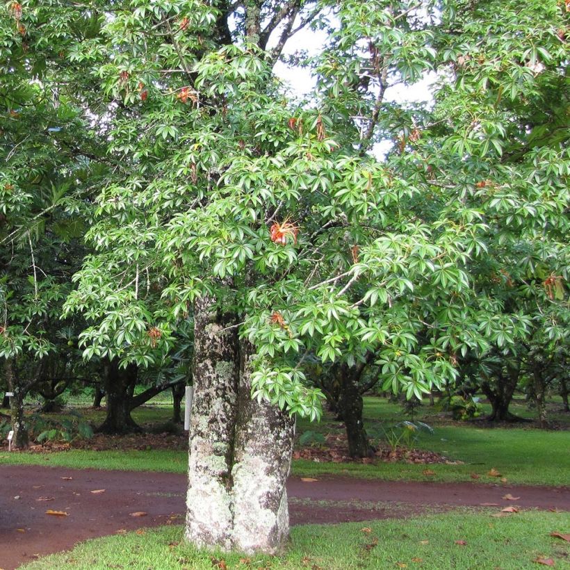 Adansonia madagascariensis (Kasvutapa)