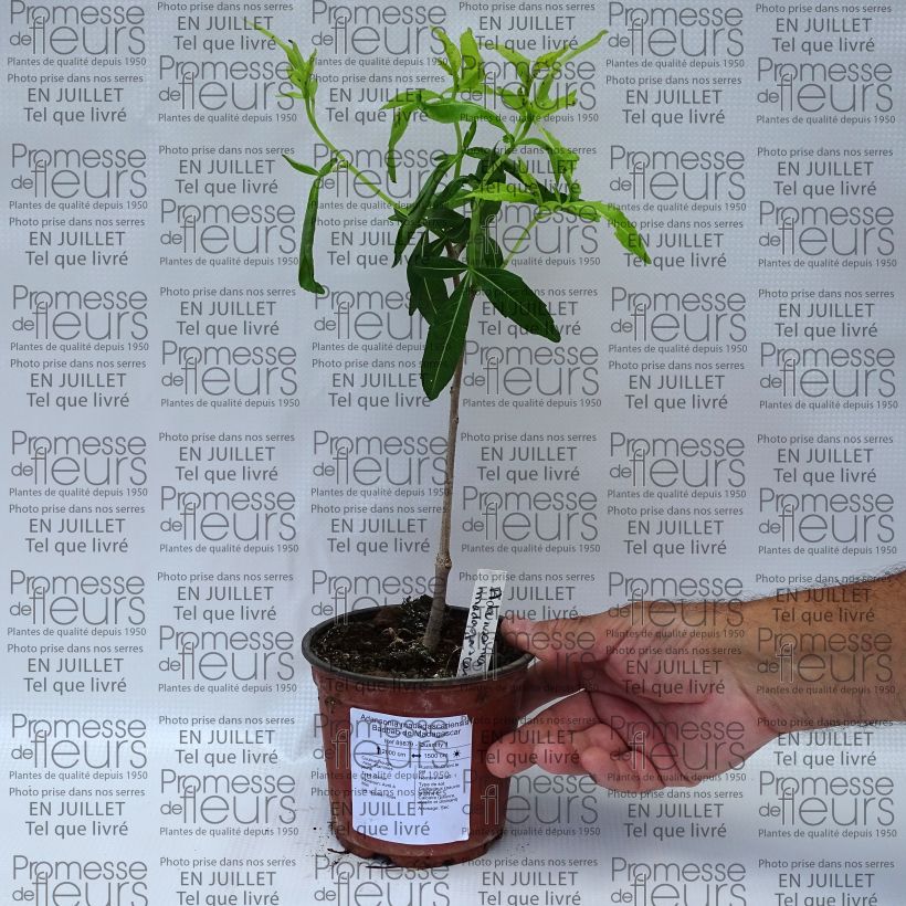 Esimerkki kesällä toimitetusta Adansonia madagascariensis Pot de 12 cm / 13 cm-taimesta