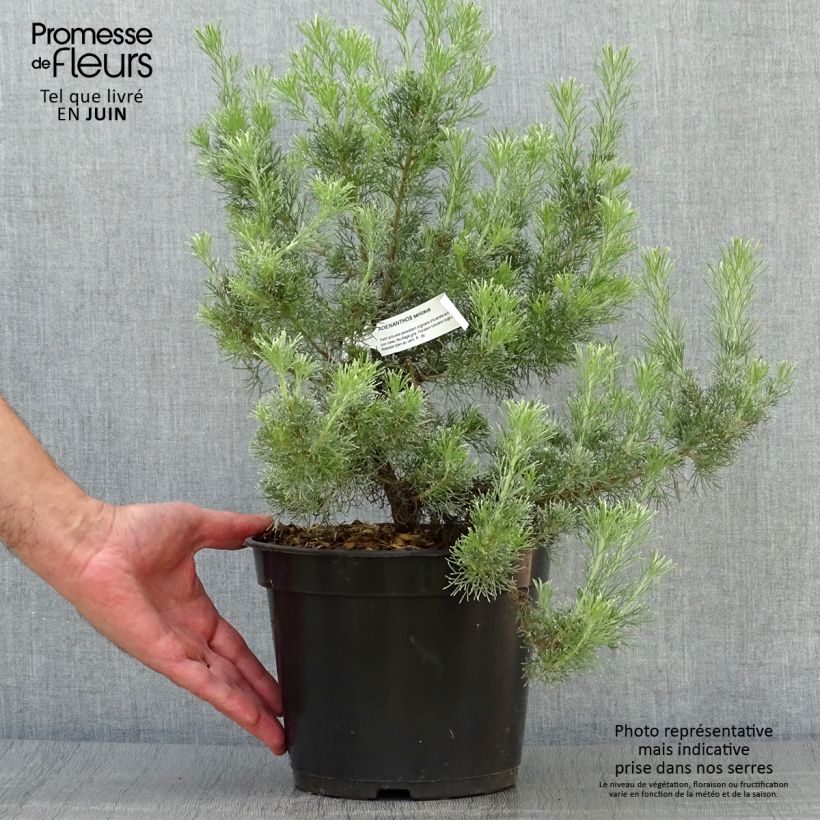 Esimerkki kesällä toimitetusta Adenanthos sericeus Pot de 2L/3L-taimesta